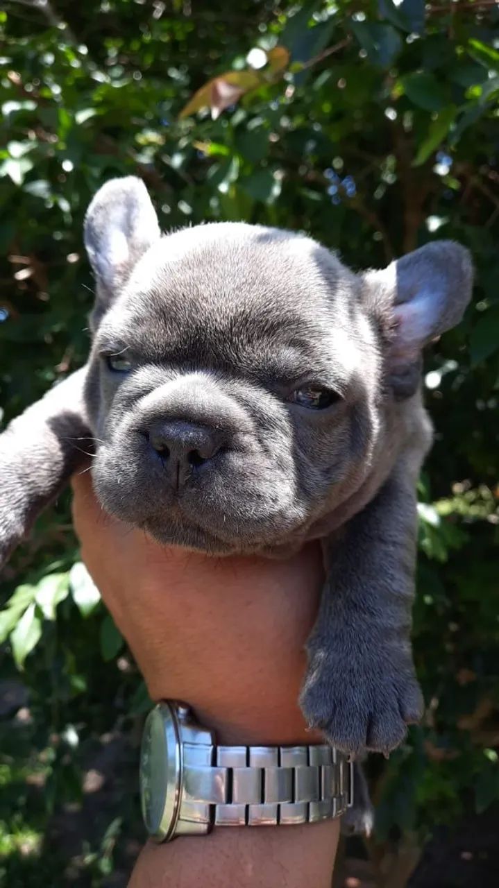  bulldog francês 