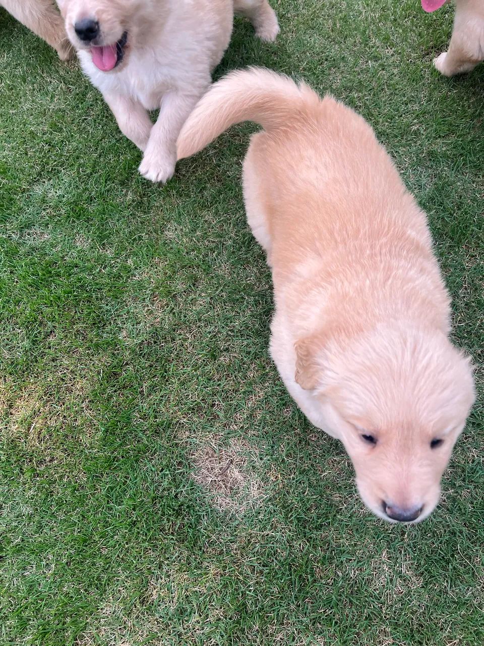 Golden Retriever  - Foto 4