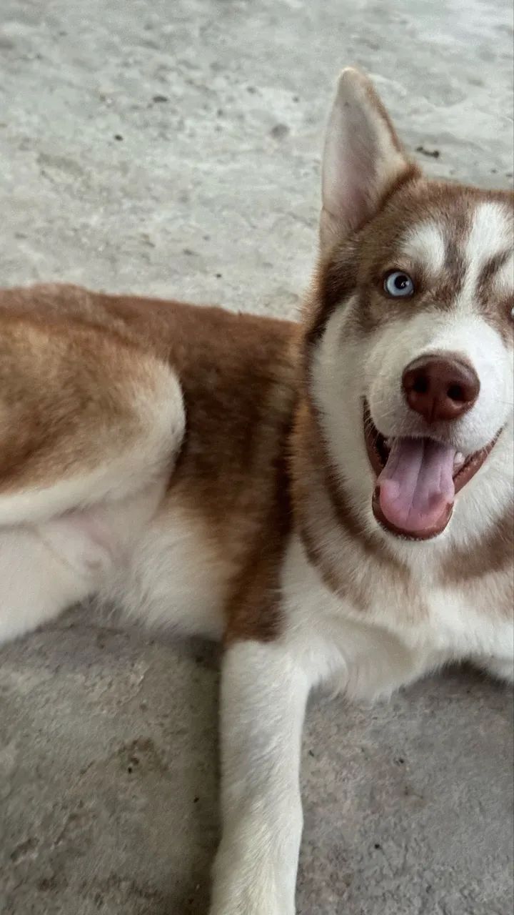 Husky siberiano