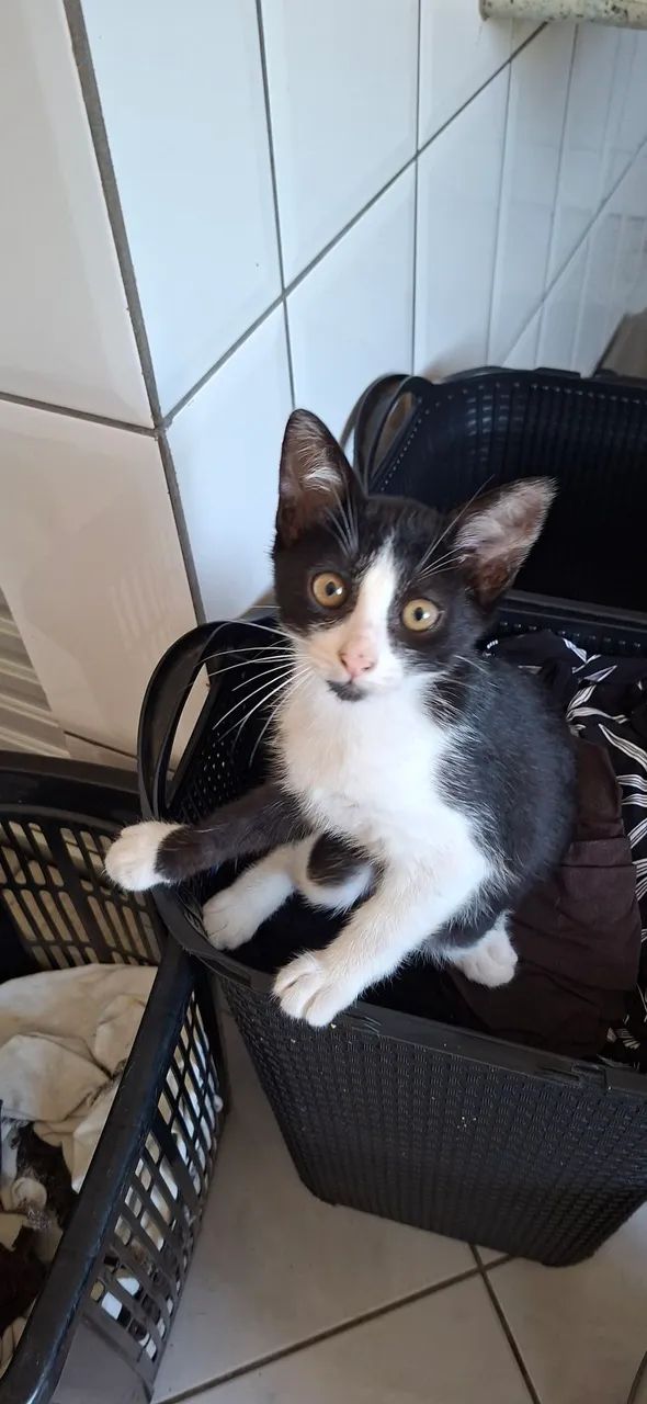 Gatinhos  - Foto 3