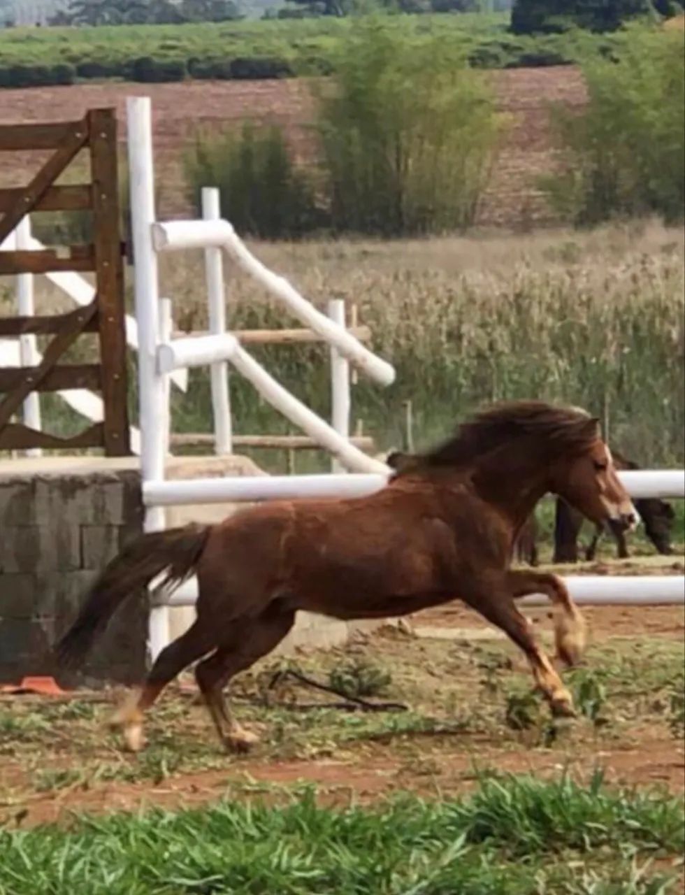 Pônei macho 