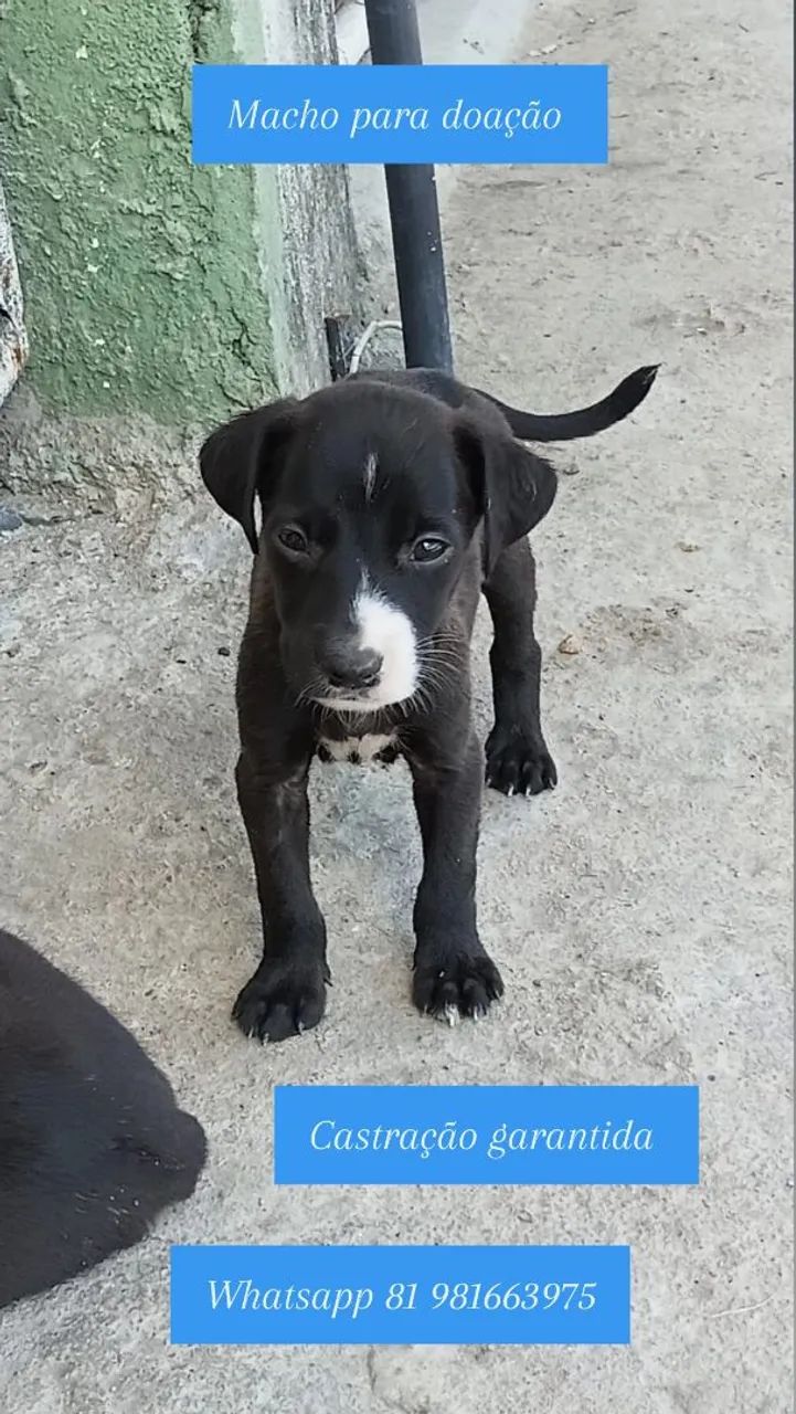 Cachorra - Foto 2