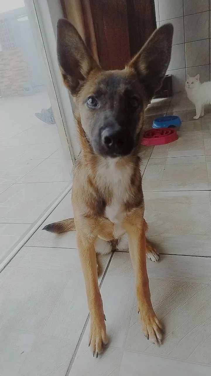 Mistura de pastor malinois  - Foto 2