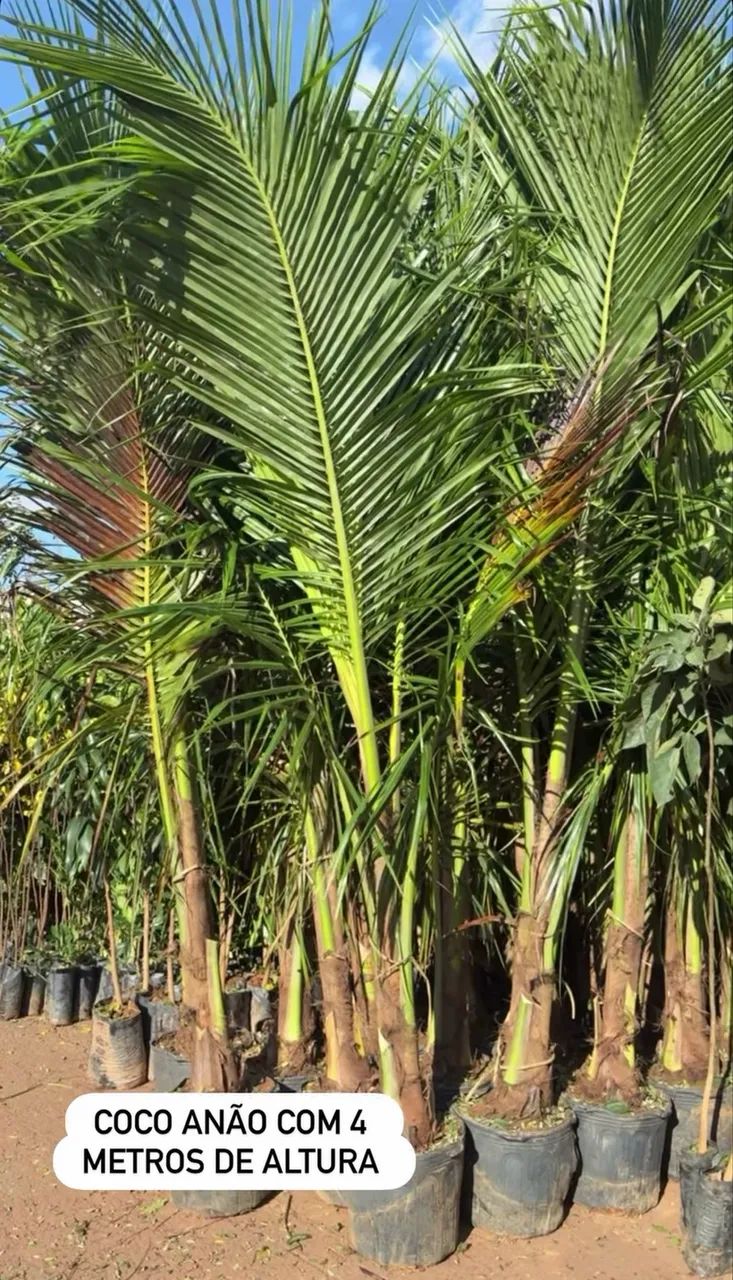 Mudas de Coco anão 4m 