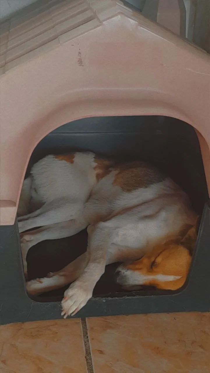 Adoção - Foto 3