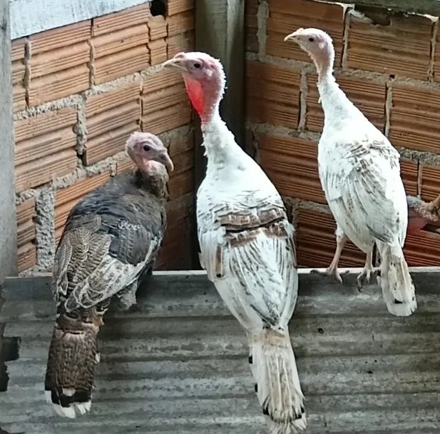 Perus Domésticos