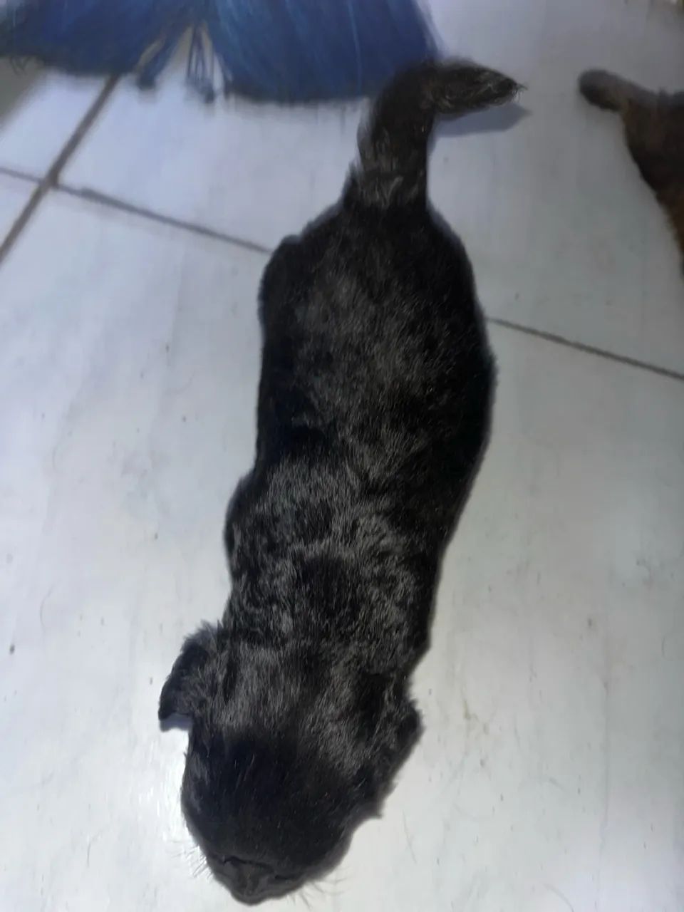 Cachorro  - Foto 3