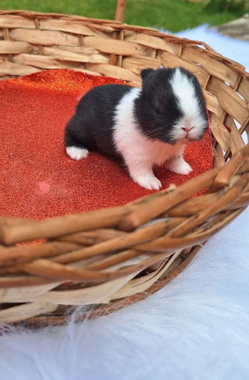Mini coelho Netherland 406798458233169921