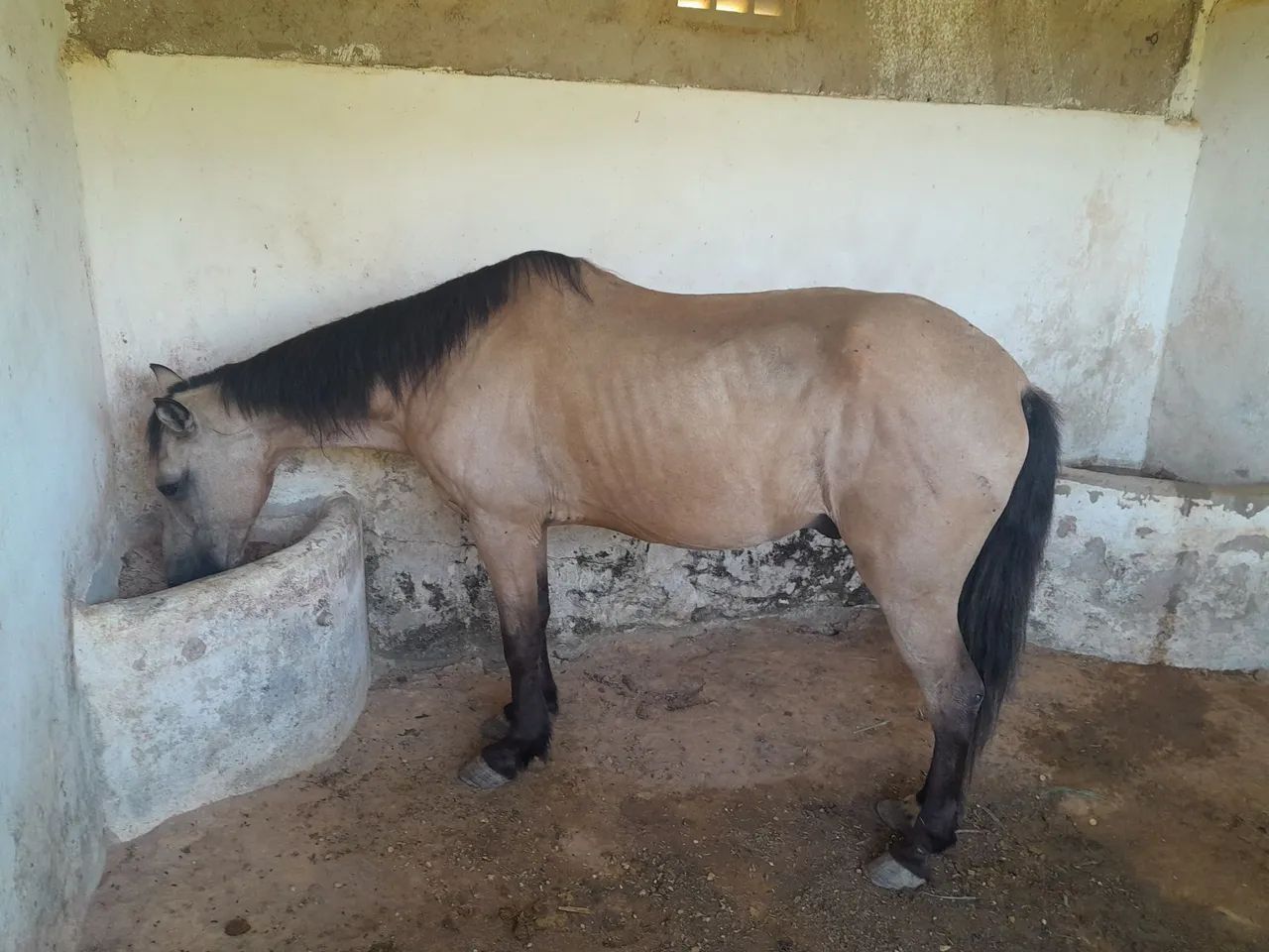 Cavalo mestico de manga larga com quarto de milha - Foto 2