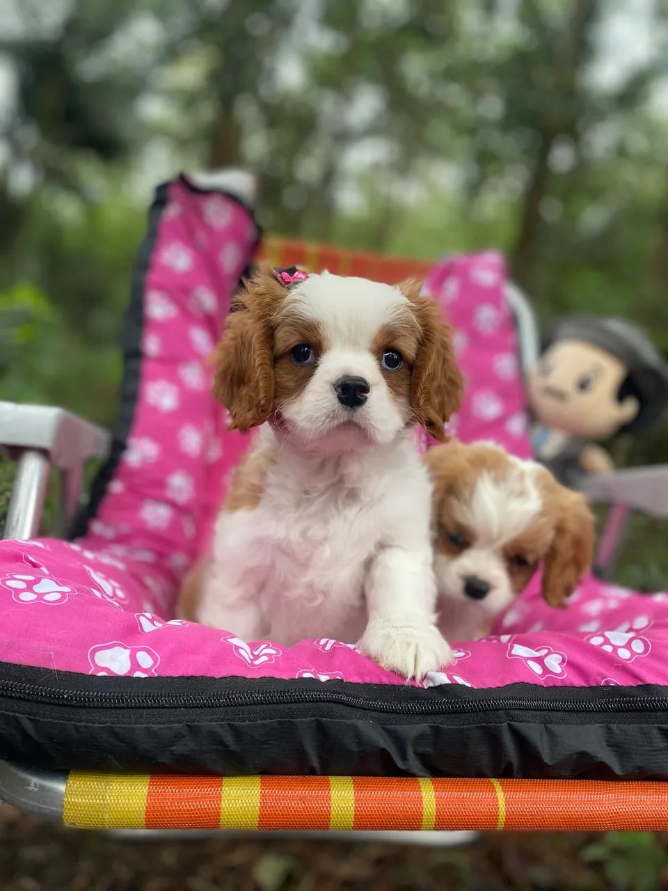 Cavalier filhotes com 2 meses com pedigree  - Foto 2