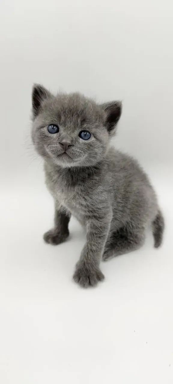 Russian Blue Machinho disponível 