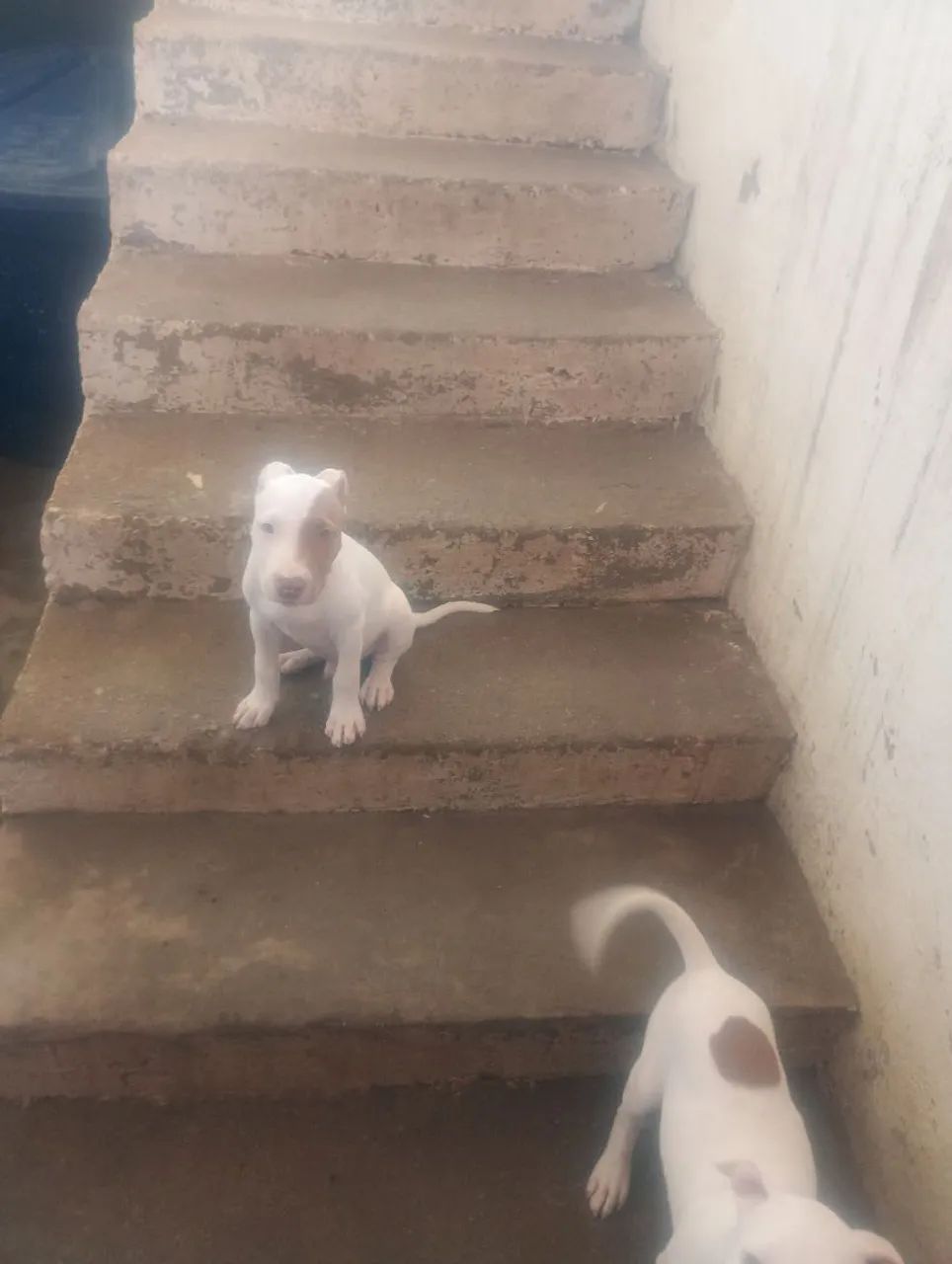 Vendas de pet