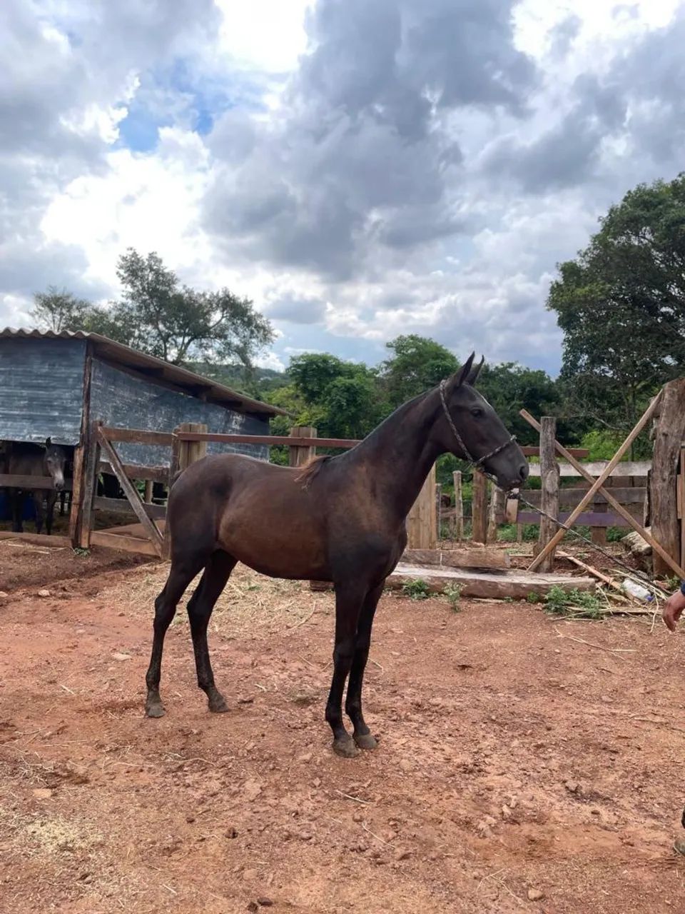 Potras registradas - Foto 2