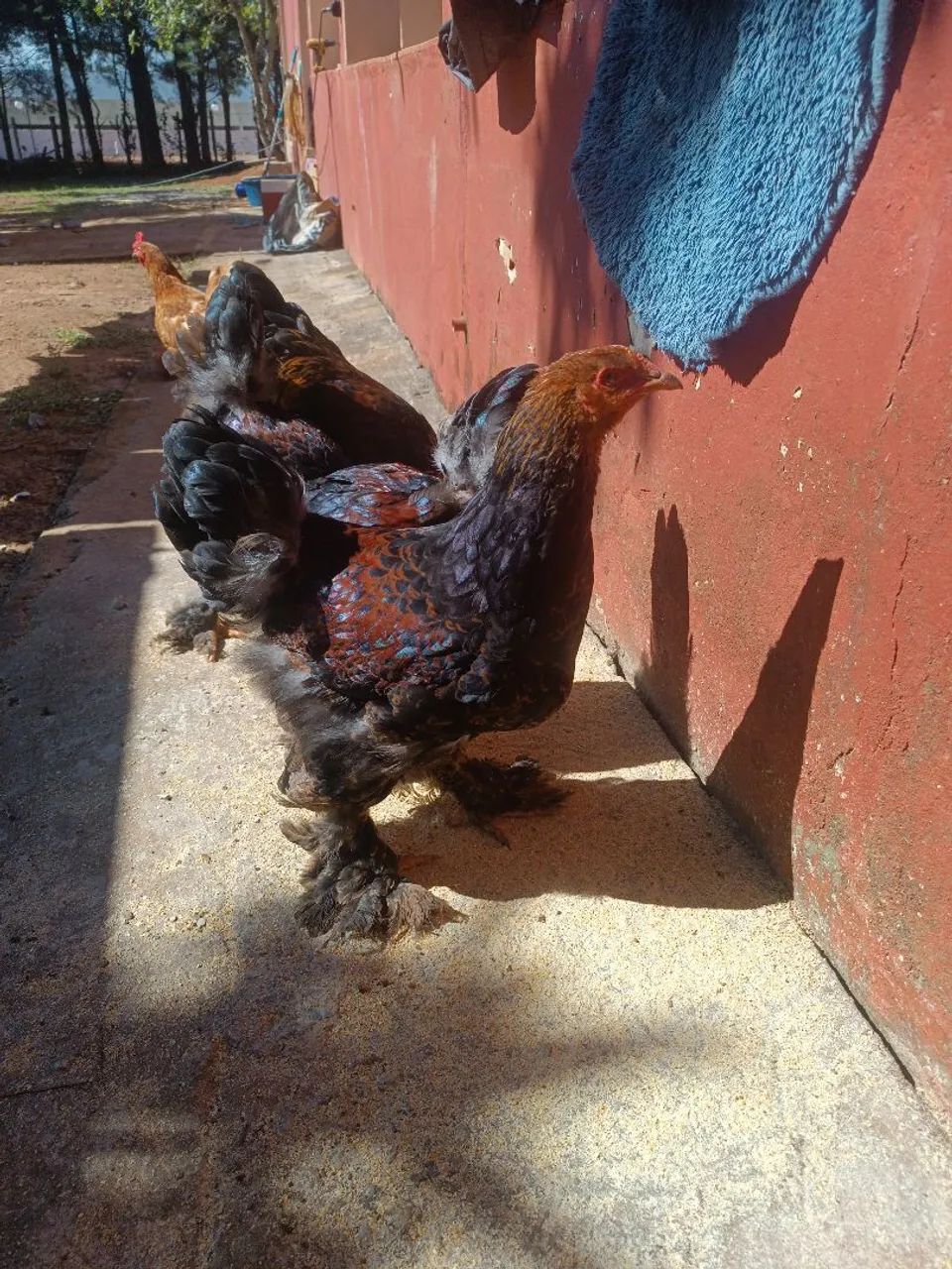 Frango bhama perdiz - Foto 4