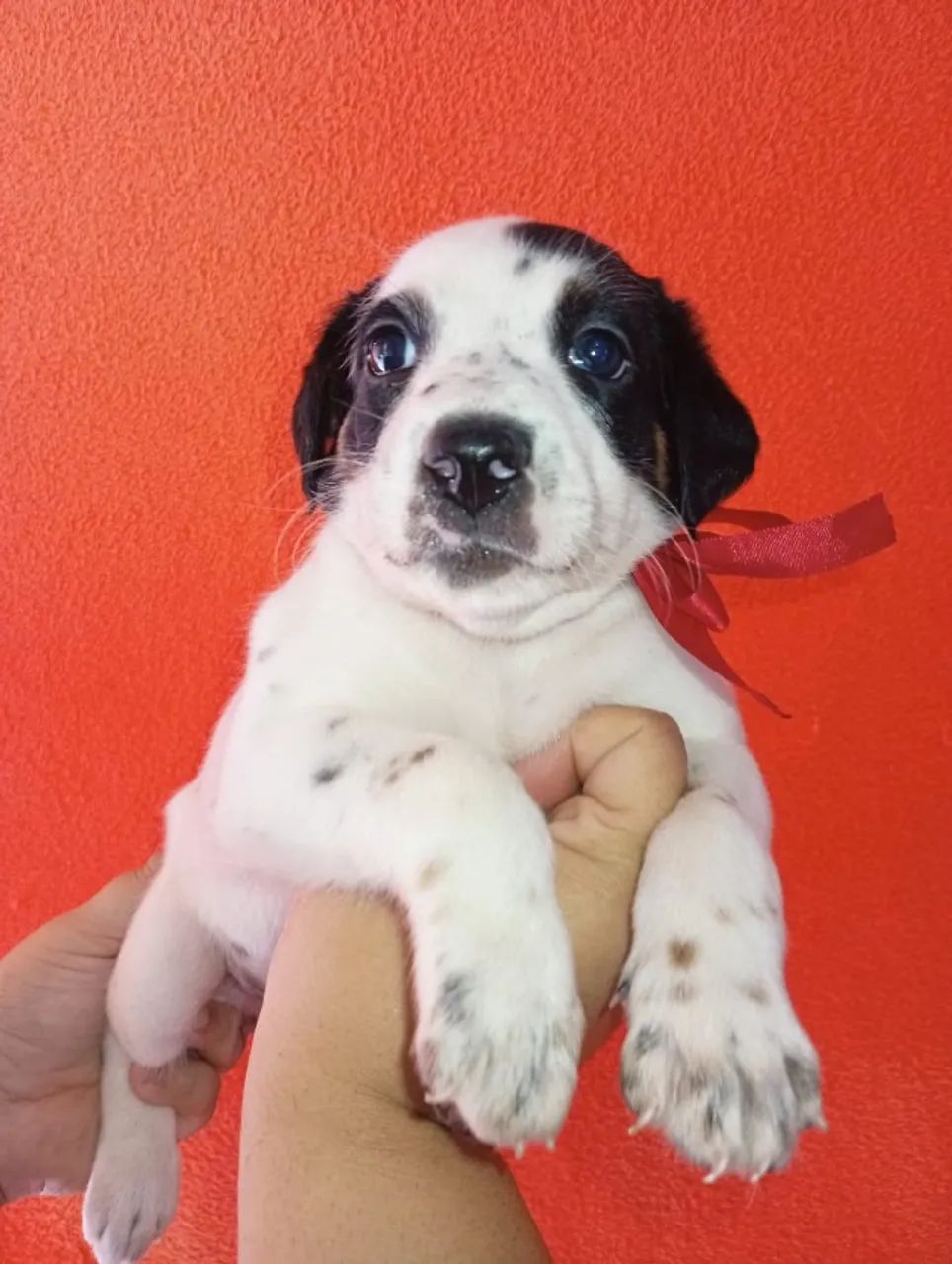 Cachorro  - Foto 5