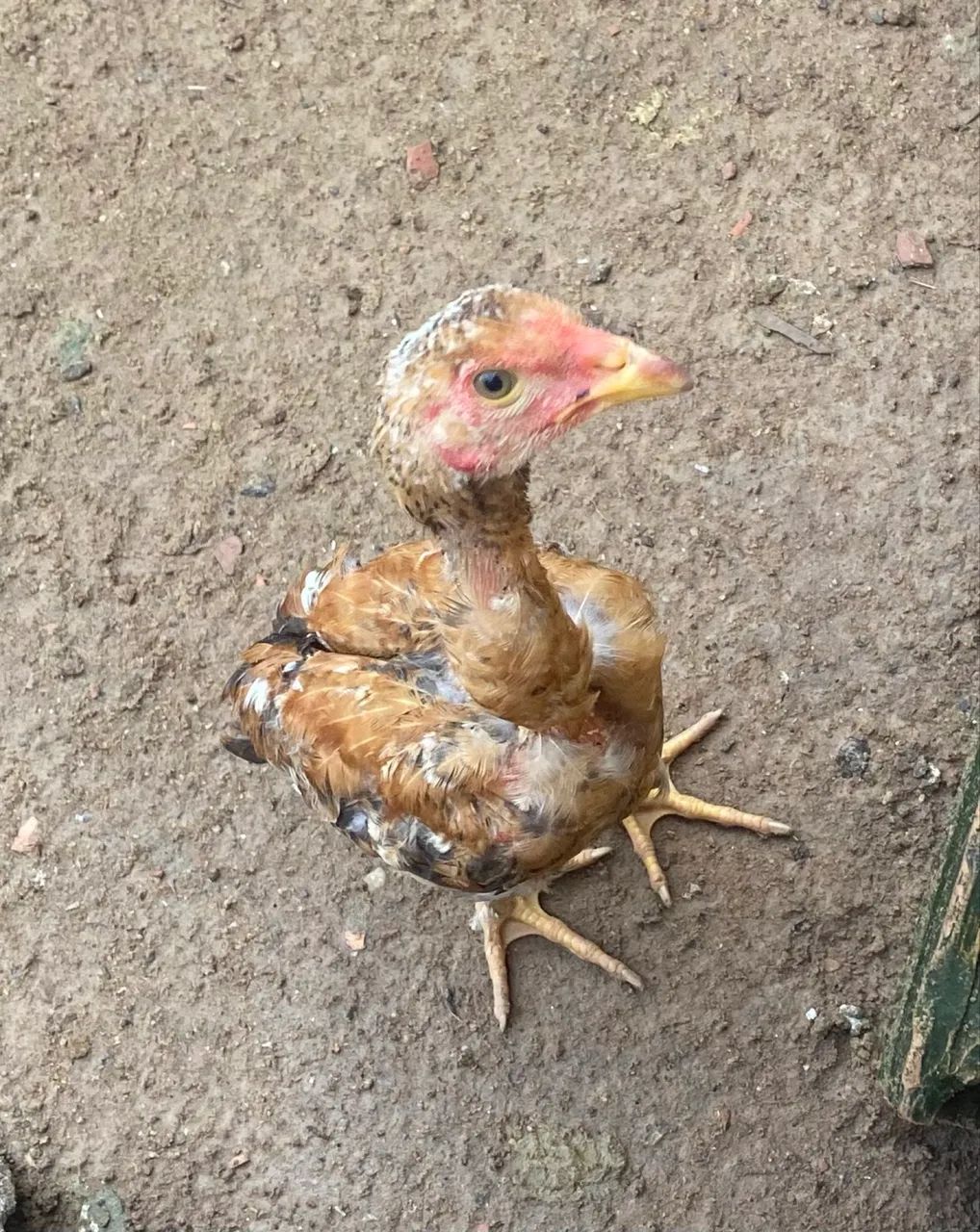 Vende-se pintinhos  - Foto 2