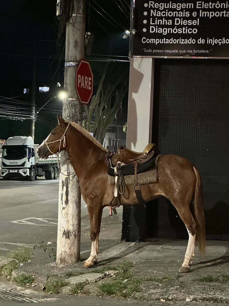 Égua mangalarga marchador  - Foto 6