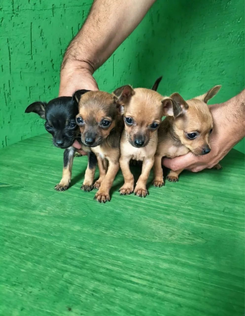 Pinscher 