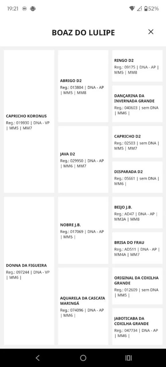 Cavalo mangalarga  - Foto 5