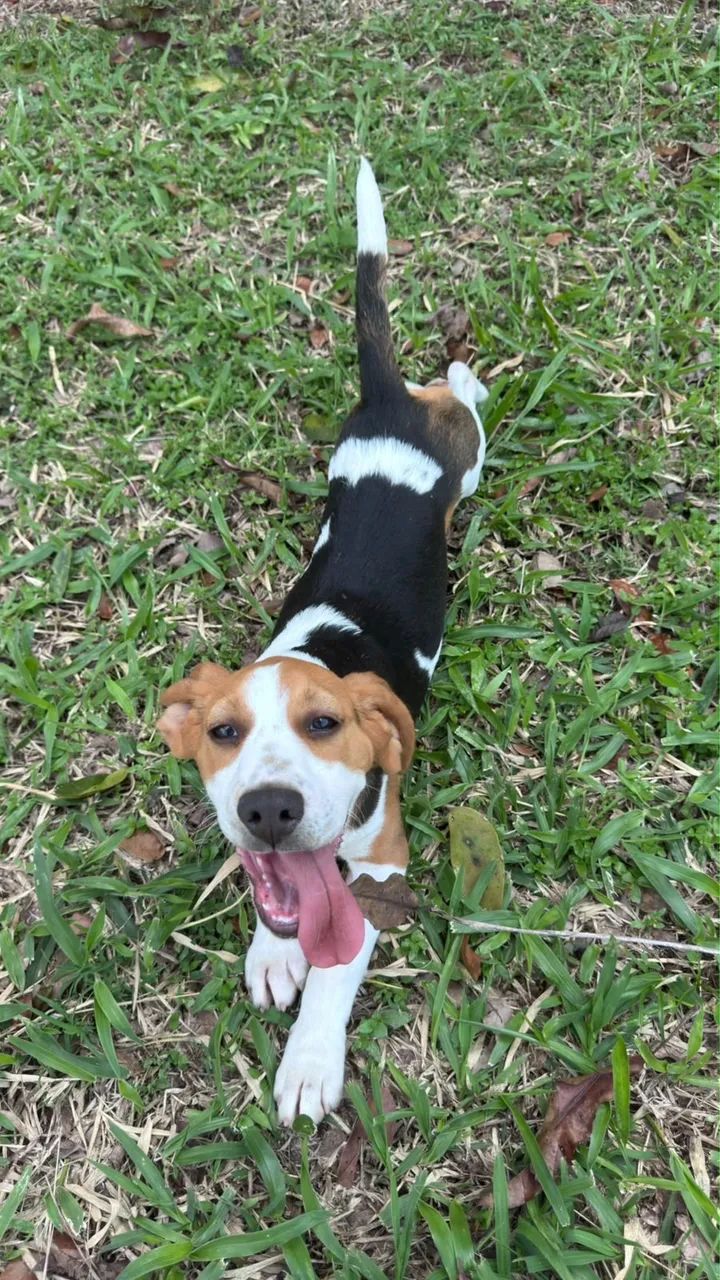 Beagle macho  - Foto 3