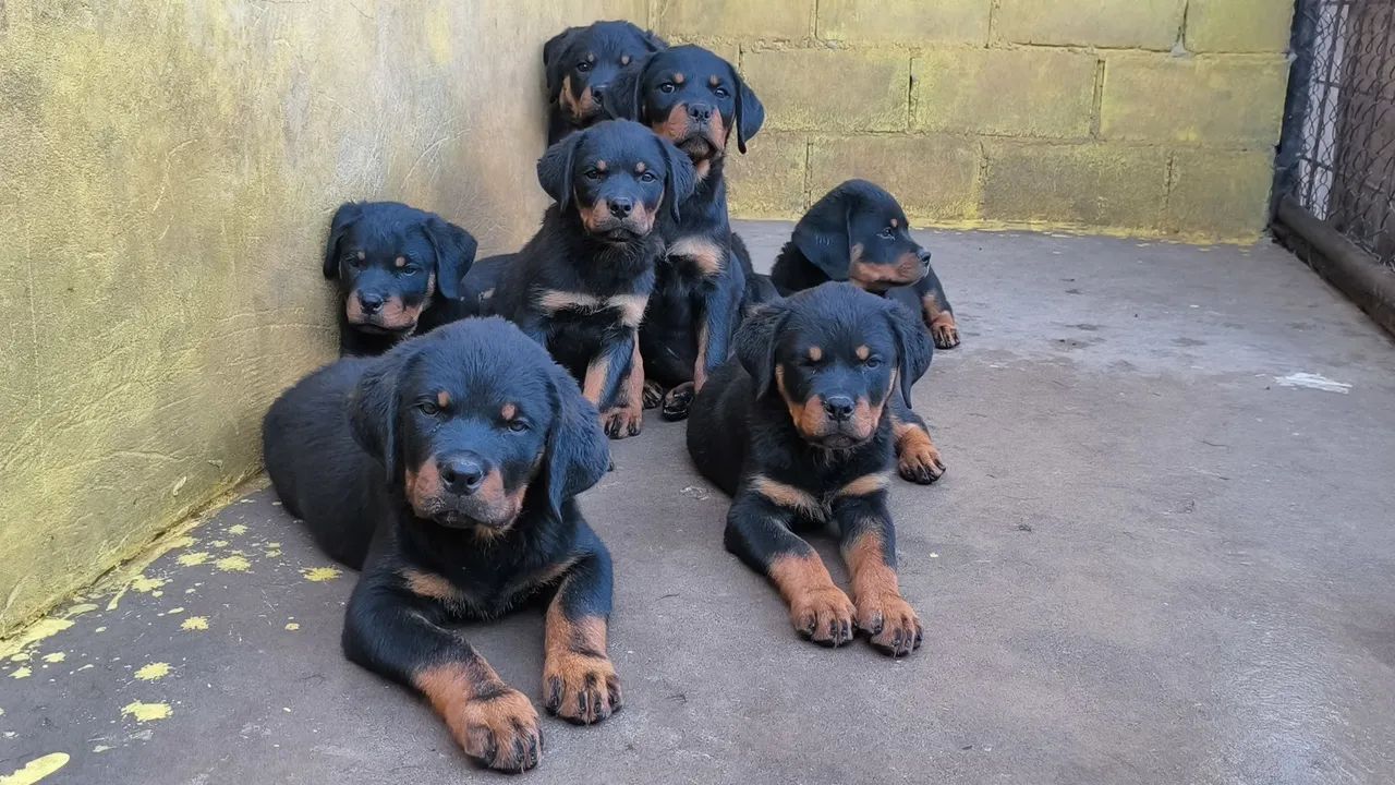 Rottweiler Filhotes  - Foto 3