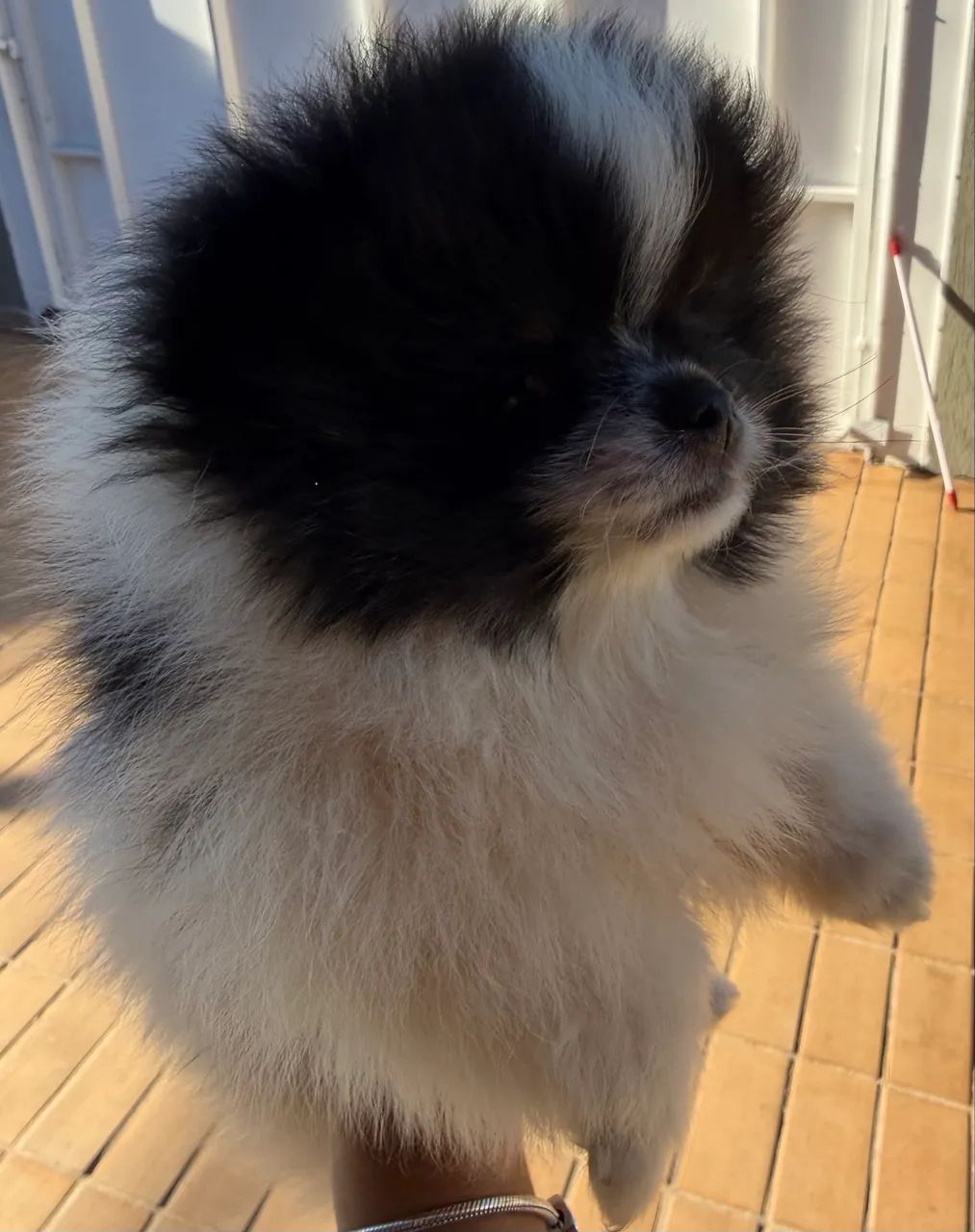 Spitz alemão  - Foto 2