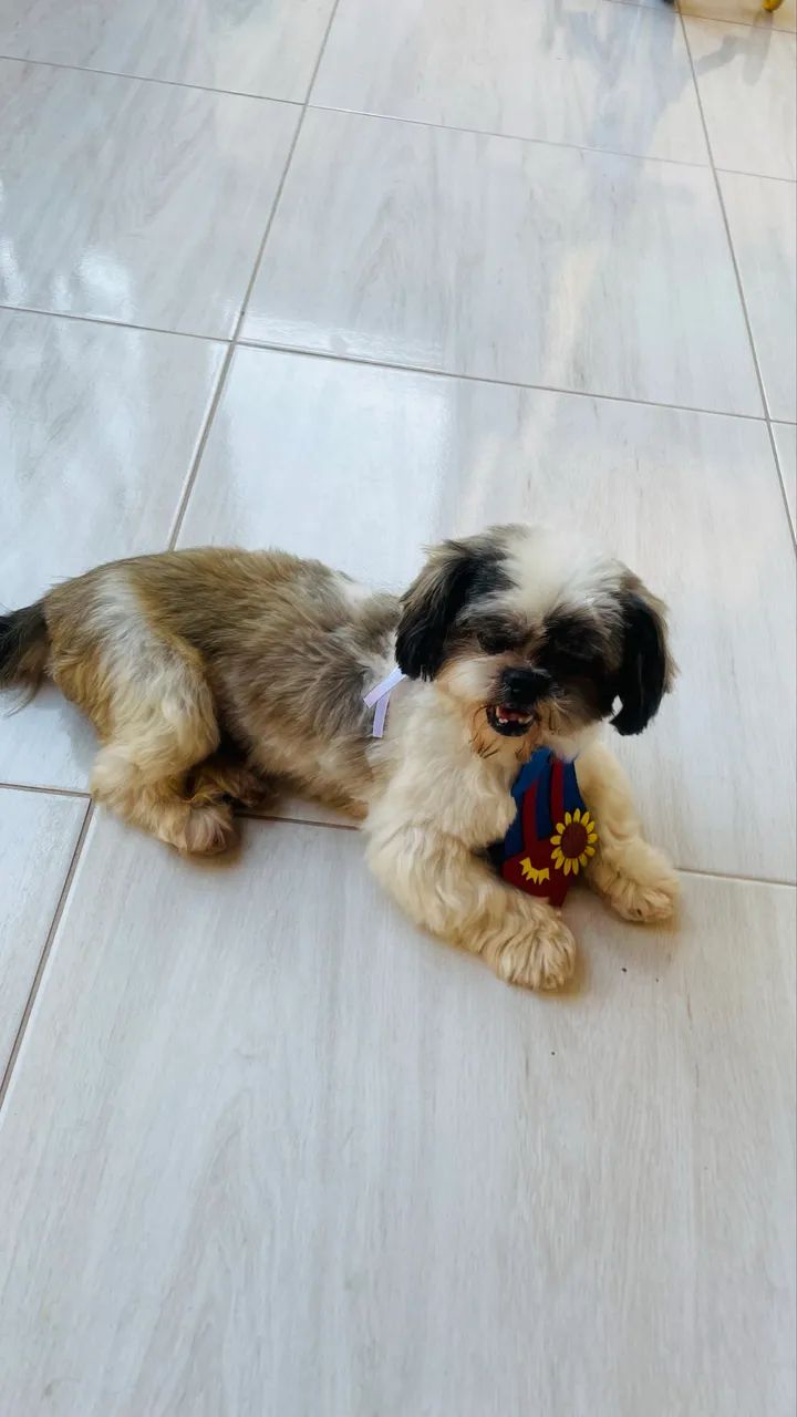 Adoção Responsabilidade Shihtzu - Foto 4