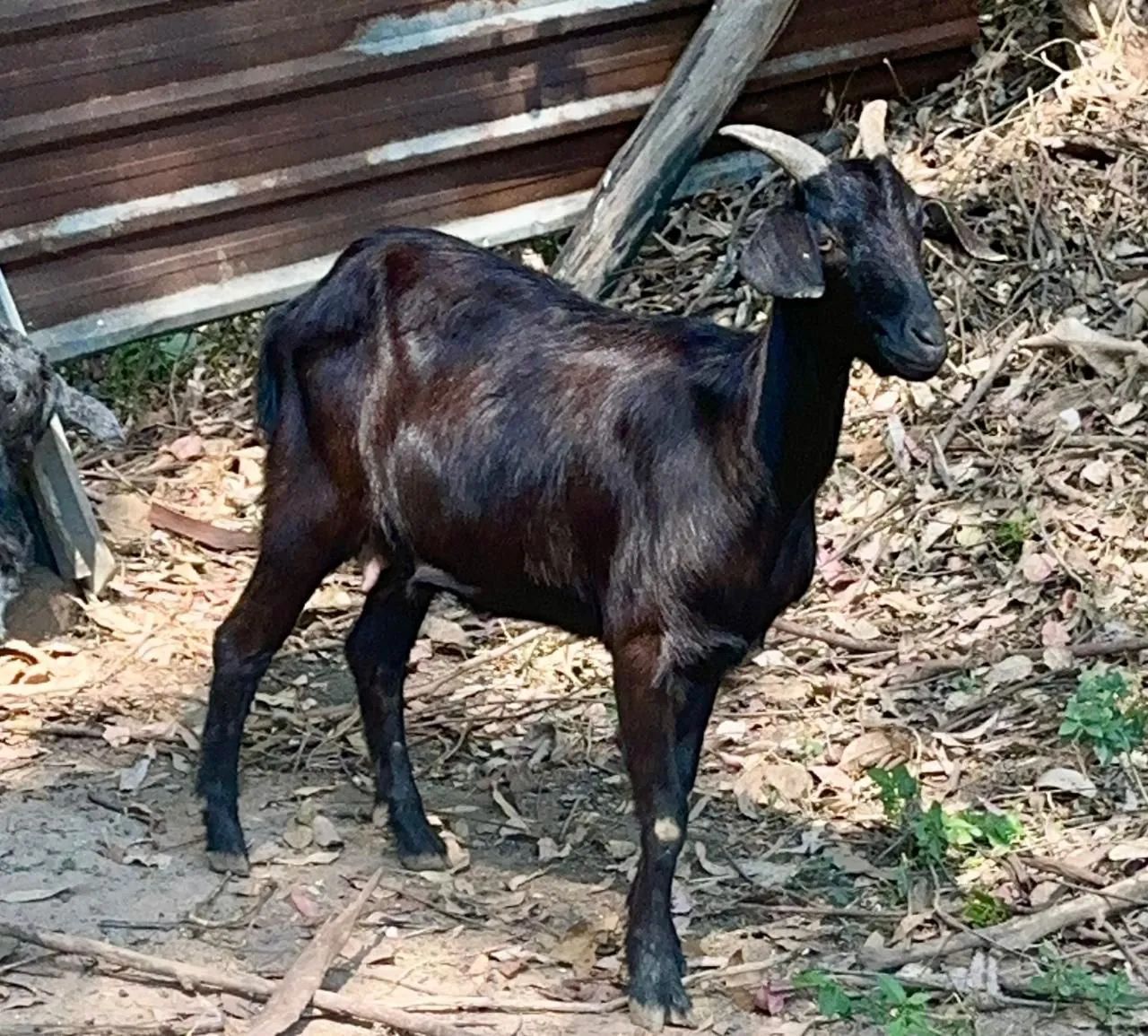 Cabras cabritos bode  - Foto 4