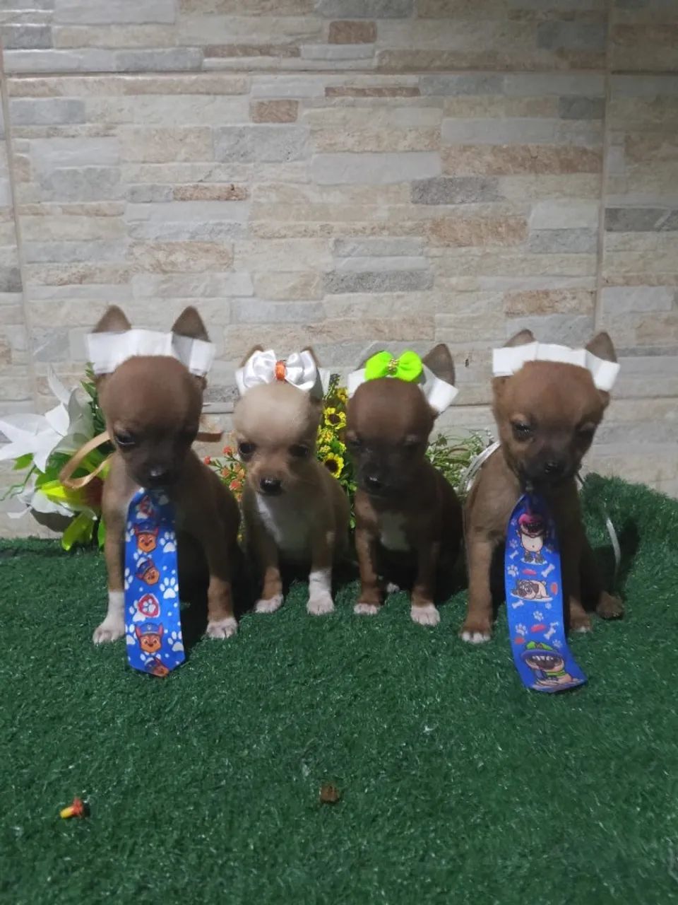Cachorro  - Foto 4