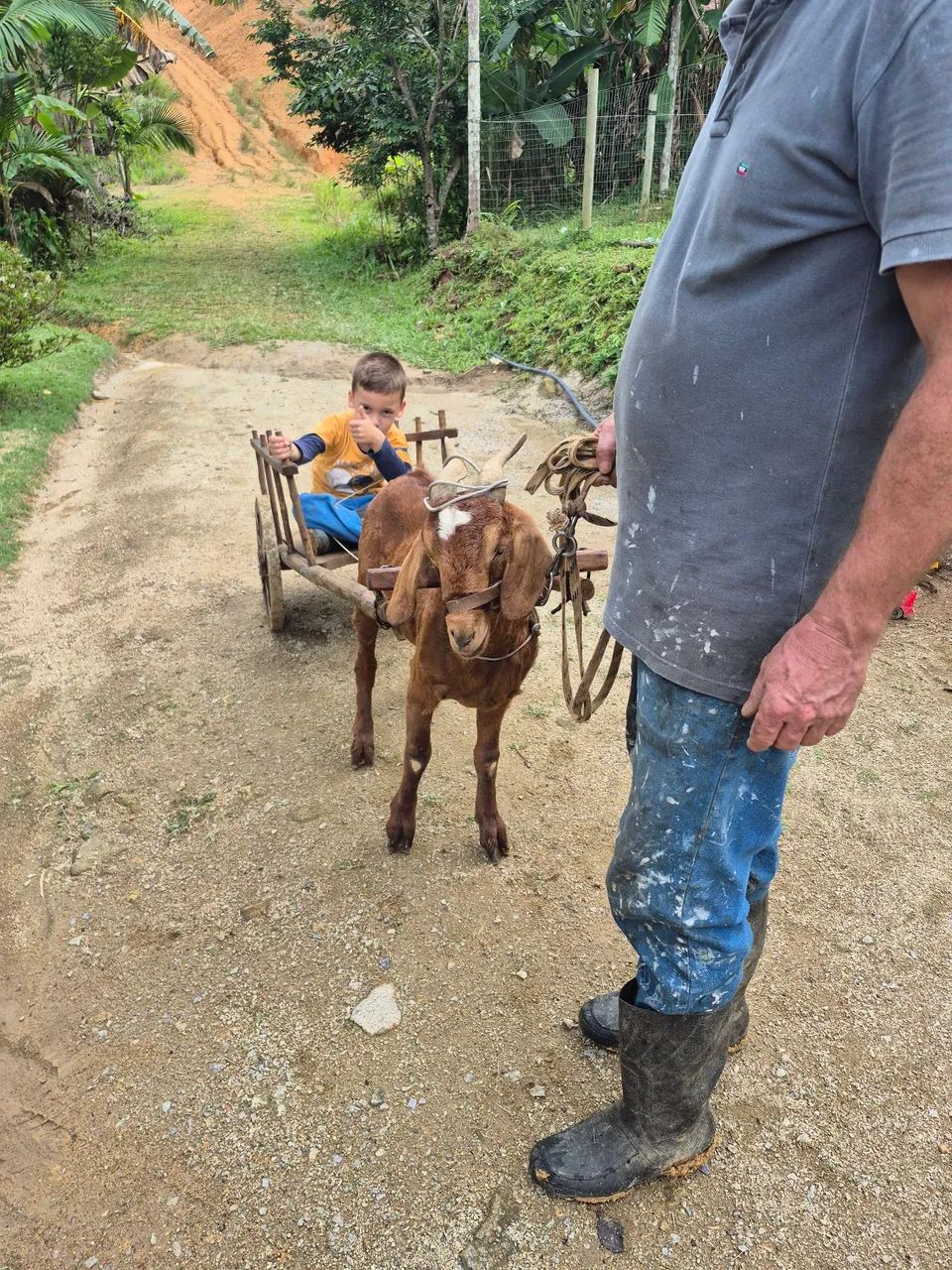 Vendo Cabrito com o carrinho - Foto 2