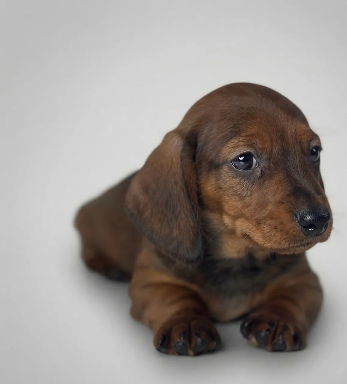 Filhotes de Dachshund macho  - Foto 5