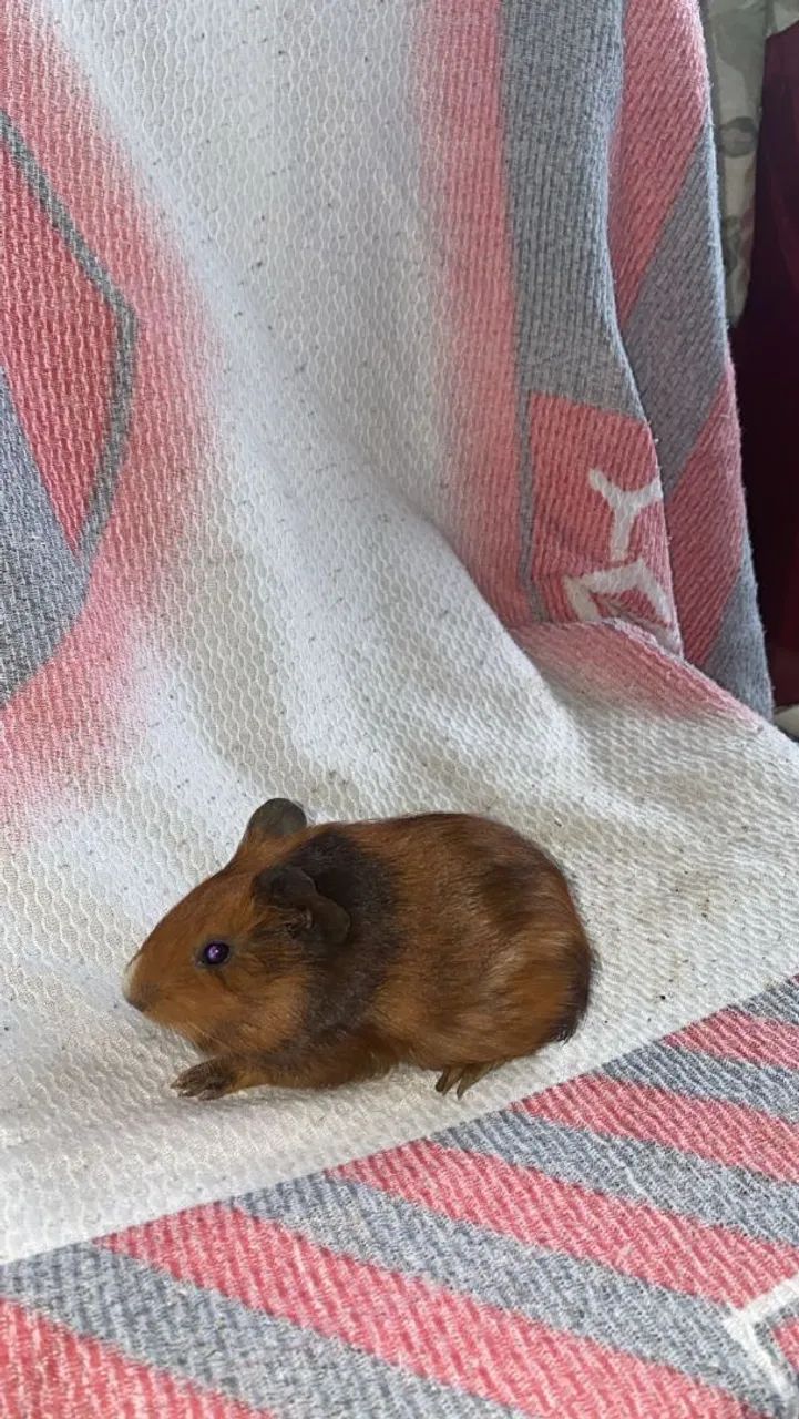 Porquinho da índia  - Foto 4