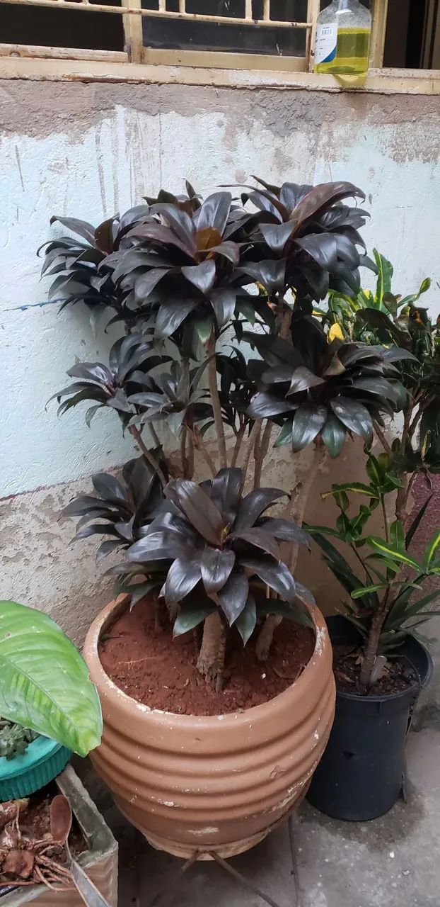 Vaso de planta 