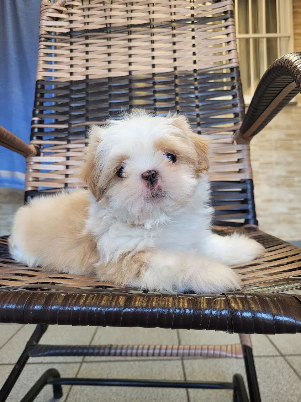 Shih-Tzu macho - Foto 2