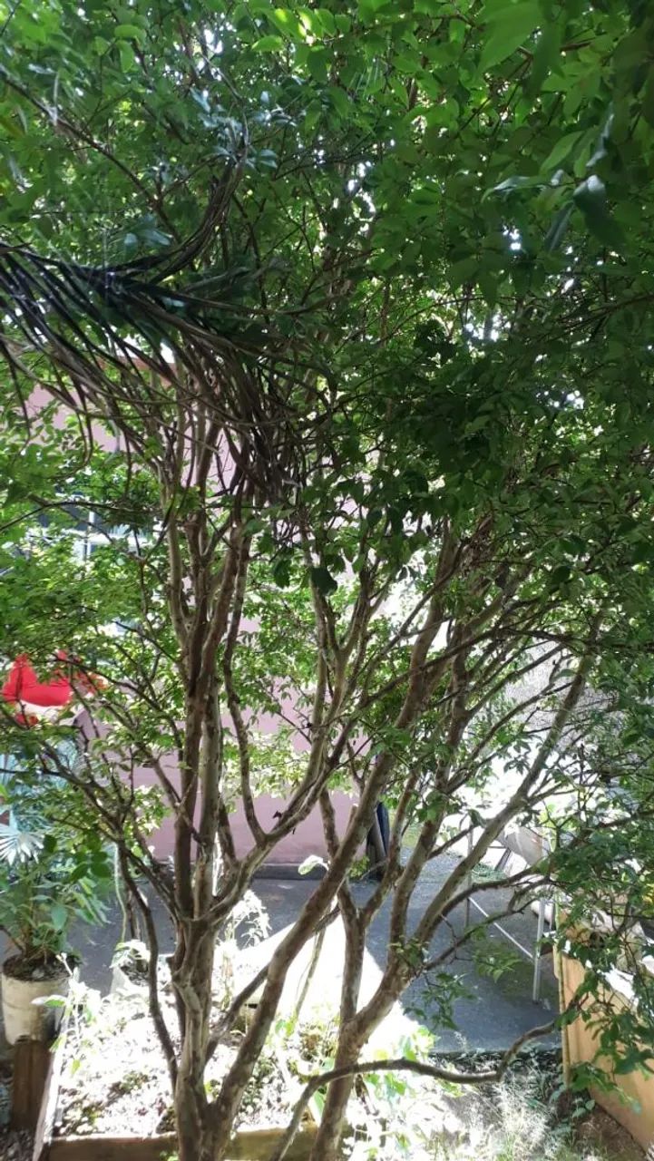 Pé de Jabuticaba Com Frutos. - Foto 4