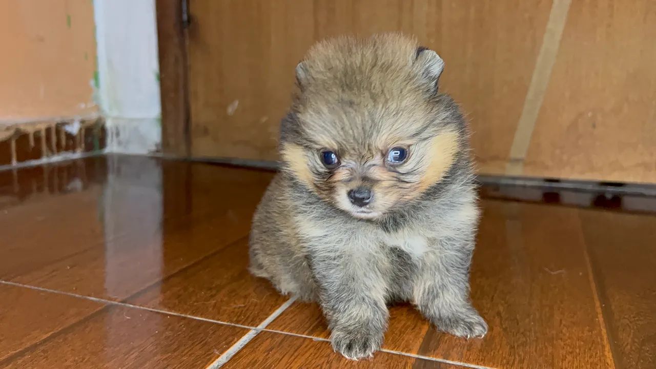 Cachorro - Foto 2