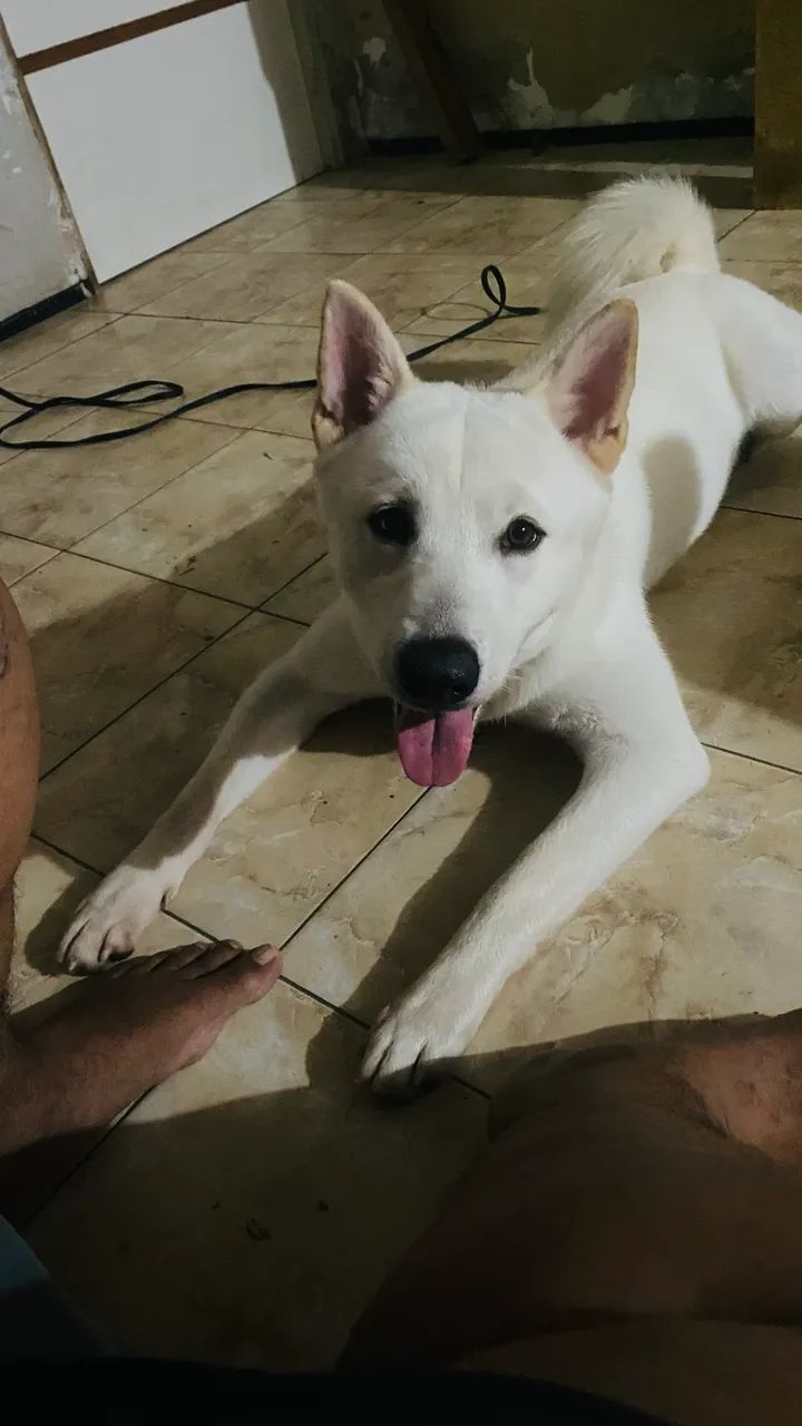 Cachorro  - Foto 3