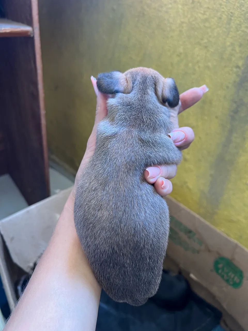 Pincher 0 com 1  - Foto 4