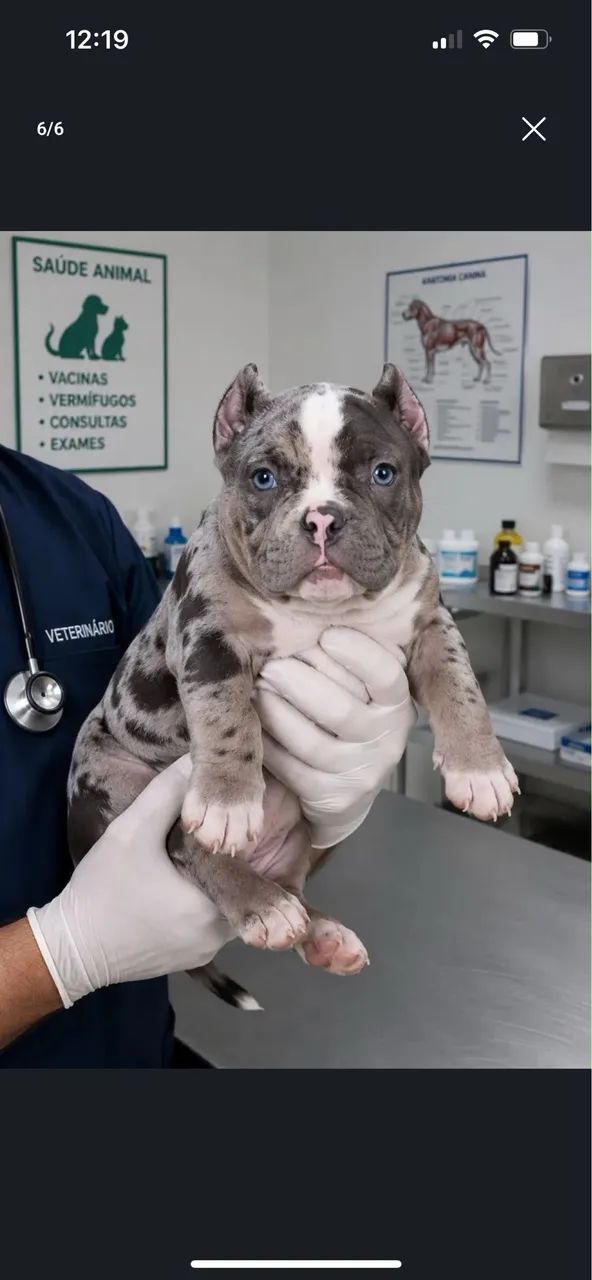 american bully c/ pedigree  - Foto 4