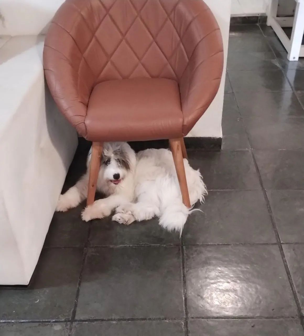 ADOÇÃO RESPONSÁVEL  - Foto 2