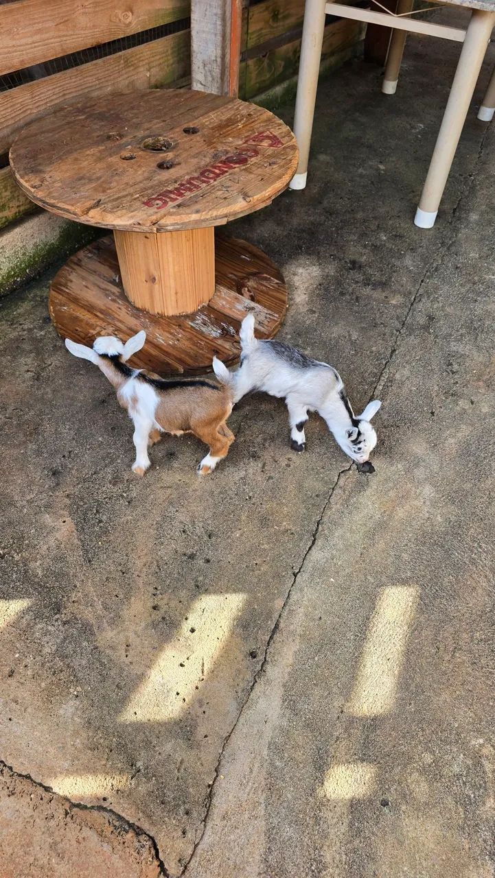 Mini cabra / mini bode / Pet