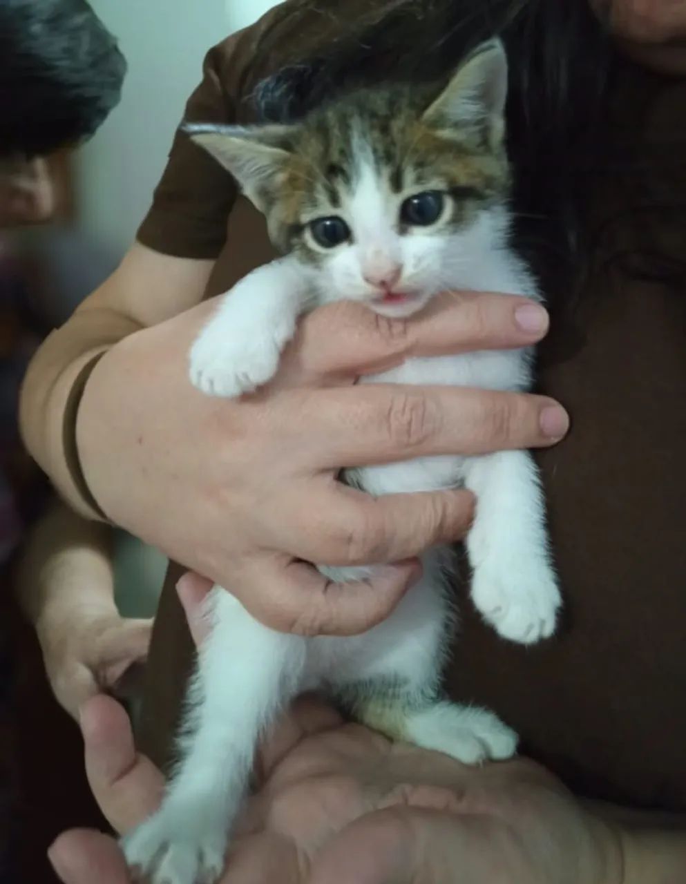 Gato para adoção responsável  - Foto 3
