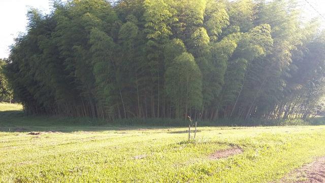 Terreno Rural para venda em Condomínio Fechado em Araucária - Foto 2