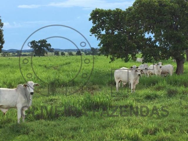 990 hectares Aquidauana MS