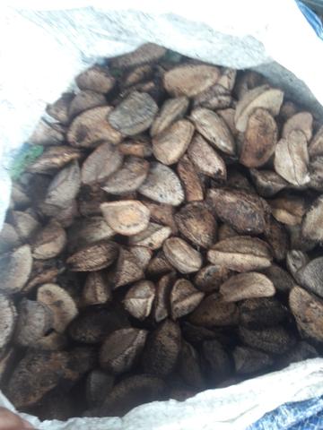 Vendo castanha