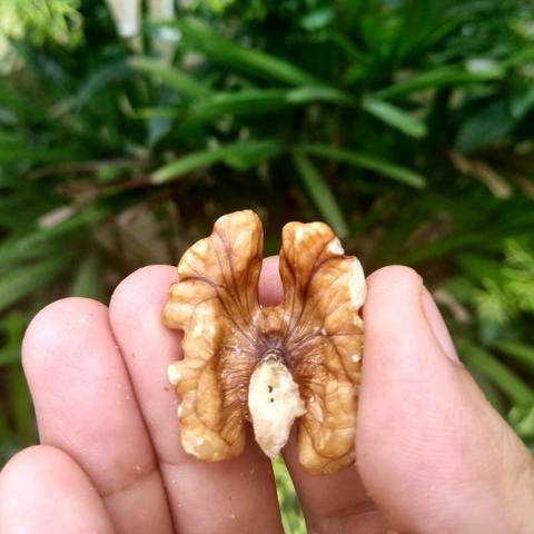 Mix de castanhas e produtos naturais #queronozes