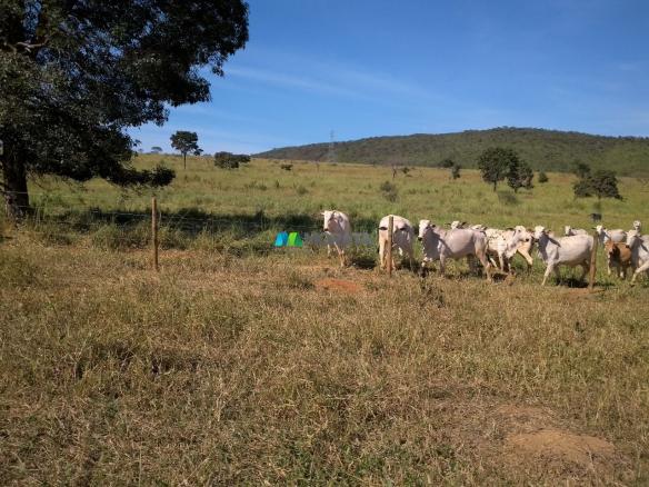 FAZENDA À VENDA - 300 HECTARES - PITANGUI (MG) - Foto 8