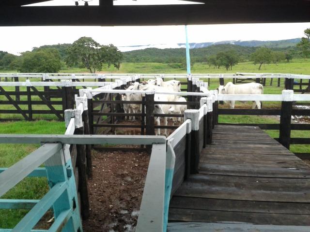 Fazenda - 981 Hectares - Cuiabá/MT - Foto 9