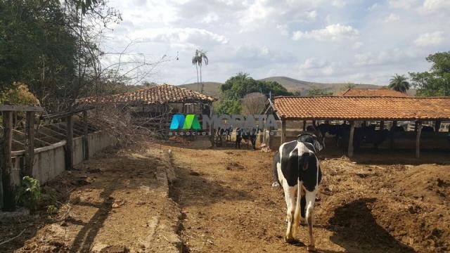 Fazenda à venda - 100 hectares - sete lagoas (mg) - Foto 14