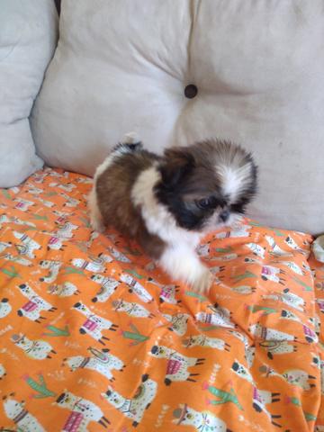 Linda shih Tzu mini - Foto 3